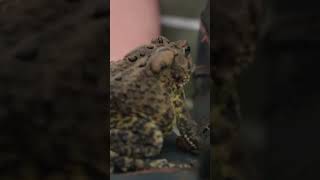 Kids finding frogs! #shorts #shortsvideo #pets #kids #fun #foryou #fyp #short #nature #outdoors #pet