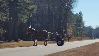 Belgian Gelding  Driving