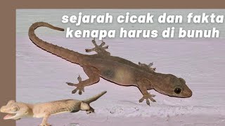 Hikmah membunuh cicak