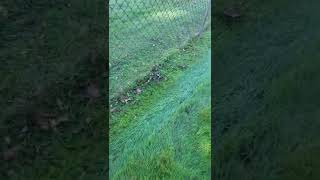 Best way to trim near chain link fence