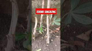 Salah teknik tanam singkong agar berbuah banyak #tutorialviral #singkong #buahlebat #shorts