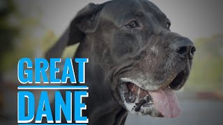 LARGEST DOG BREED(ONE OF THE) IN THE WORLD|| GREAT DANE||ASLAN||