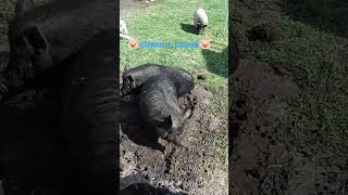 🐷🐷🐷 #pig #minipig #pet #поросята #fannyvideo #село #piggy #свині #party #fun #болото #water #pigs