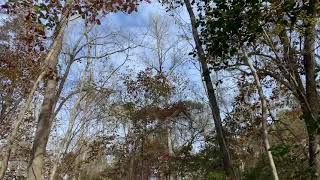 Listening To a Woodpecker in Congaree National Park