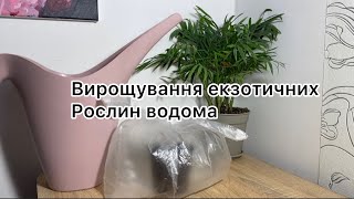 ІНЖИР ВДОМА | ЯК ВИРОСТИТИ ІНЖИР ВДОМА