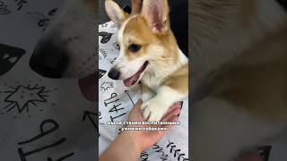 От нашего жениха) Кошка vs Собака #корги #коржик #puppydog #puppyvideos #щеноккорги #кошкаилисобака