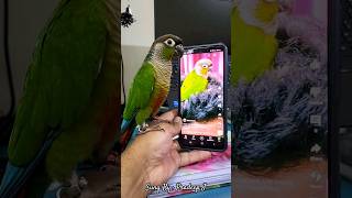 Beautiful Green cheek conure|Paco the small conure |# Shorts