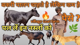 बकरी पालन चाहते है लेकिन कम है पैसे, पाल लें इन नस्लों को ? Village Goat Farming Khunti Jharkhand !