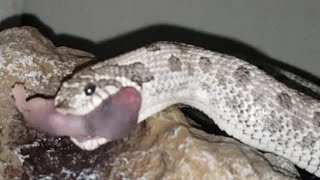 Feeding our axanthic conda hognose snake with my daughter.