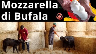 Torre Lupara: From the First Blade of Grass to the Last Ball of Buffalo Mozzarella