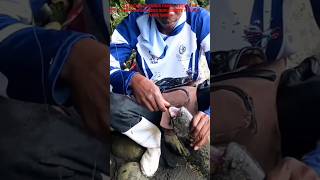 LA MEJOR CARNADA PARA PESCAR SABALOS TE MOSTRAMOS LA SEMILLA DE SABALETO #pescando #fishing #fish