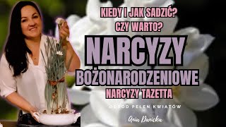 Narcyzy bożonarodzeniowe PAPAERWHITE ziva || Narcyzy Tazetta || Kiedy i jak sadzić? || Czy warto?