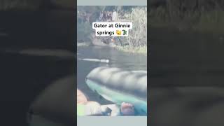 The gator came so close to us I was so scared for Adonis 🫢🥴#ginnie #gators #spring