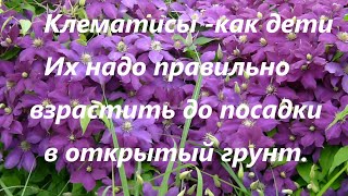 Вам прислали из интернет-магазина не очень крупный посадочный материал КЛЕМАТИСОВ.Как его взрастить?