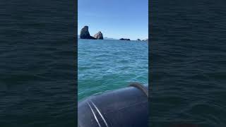 Crazy Whale Boat Trip! #whales #boat #ocean #adrenalinerush