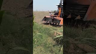 #silage #phddairywala #trending #farming #dairyherd #viral #viral #farmer #shorts #ytshorts