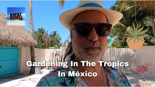 Gardening In The Tropics In México - México Beach Home Renovation