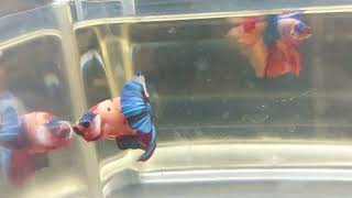 betta cod 182