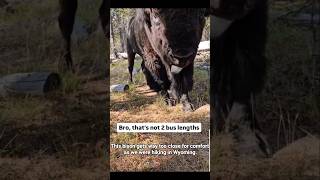 Bison: Nature's Most Terrifying Animal Gets Way Too Close #yellowstone