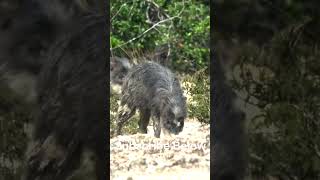 The Rare White Lipped Peccary of Mexico #shorts