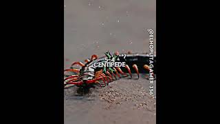 WIS | Centipede VS Taranthula #edit #capcut #insects #chilopoda #arachnid #myriapoda #trend #wis