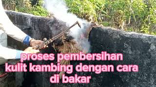 cara membersih kan kulit kambing dengan cepat