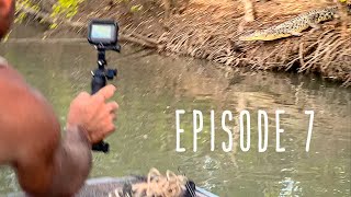 CROCODILES, COCONUTS & HUNTING MUD CRABS IN CAPE YORK MANGROVE FORESTS.