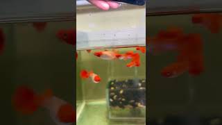 Albino Koi Genetik Red Ear #yusufguppy #budidayaguppy