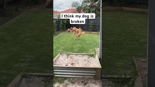 This dog thinks he is a helicopter 🚁😂#funny #dogs