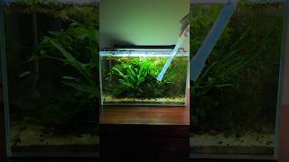 Thriving 4 Gallon Aquarium Ecosystem