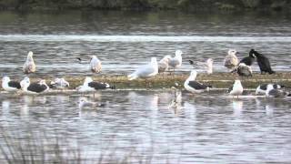 Glaucous Gull, Stanwick Lakes, Northants (HD)