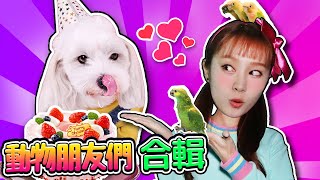 【元旦合輯】萌力四溢！非常可愛的動物朋友們和基尼🐶💕