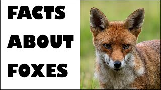 FACTS ABOUT FOXES - A LAYMAN'S GUIDE