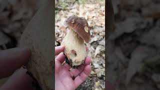 Mushroom Hunting - May 2024 #shorts | Boletus reticulatus | Funghi Porcini | Huby, Grzyby, Houby