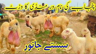 Today visit the famous livestock mandi in panjab| Sheep farming in Pakistan