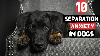 Separation Anxiety in Dogs: 10 Telltale Signs