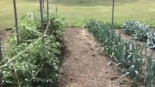 Vegetable Garden 2016