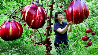 How to Harvesting Eggplant, goes To Market Sell - Harvesting and Cooking |Tieu Vy Daily Life