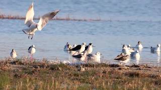 Black-Headed Gulls and Black-Winged Stilts Feeding / Karabaşlı Martılar ve Uzunbacaklar Besleniyor