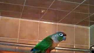 Skippie green cheek conureTalking then Dances