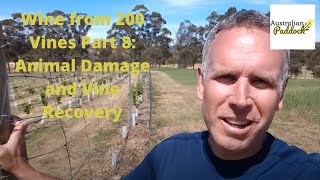 Wine from 200 Vines Part 8: Animal Damage and Vine Recovery