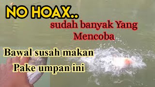 "No hoak.."ini Umpan Benar-benar buat bawal susah makan..umpan bawal susah makan