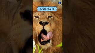 Lion facts #shorts #facts #lion #lionfact