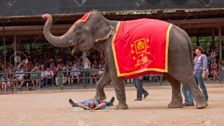 THAILAND TRIP | PART-3 | ELEPHANT SHOW NONG-NOOCH VILLAGE | PATTAYA