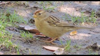 Bird Walks, Union Bay Natural Area, Oct 1 & 6, 2023