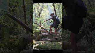 Hiking To The Tallest Tree In The World - Hyperion #shorts