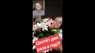 🌸А вы знали, что декабрист может цвести дважды? Пора это изменить! Пошаговый план цветения!