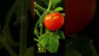 menumbuhkan biji buah tomat #timelapse #buah #tomato #tomat