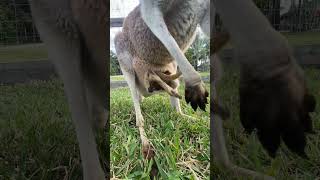 TikTok 😱OMG😱 Kangaroo n Baby 😱 anak kanguru masuk kantongnya 😱 #shorts