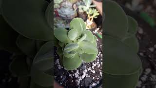 Crassula Dubia